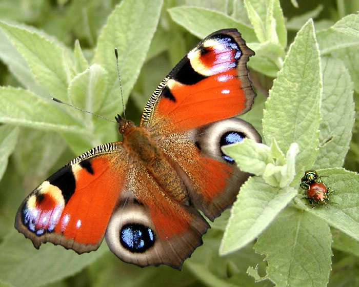 Inachis io