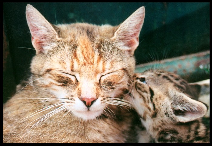 -= poobedna siesta =-