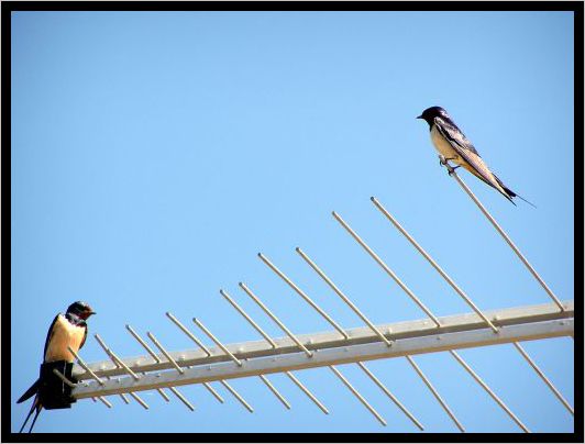 Pepoooooo, jakej je u tebe prijem?