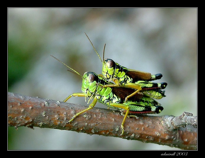 Nasadať a ide sa...