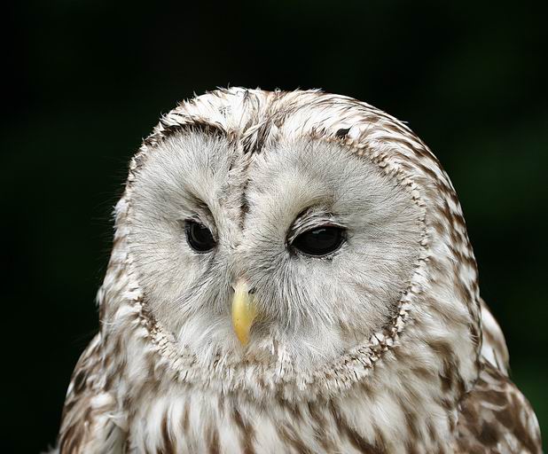 Puštík bělavý-portrét