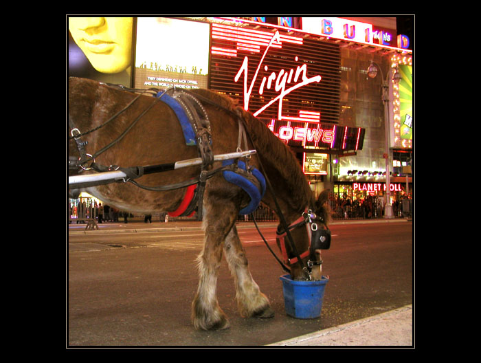 Když kůň, tak na Broadwayi