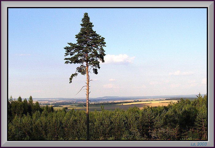 Strom který přežil