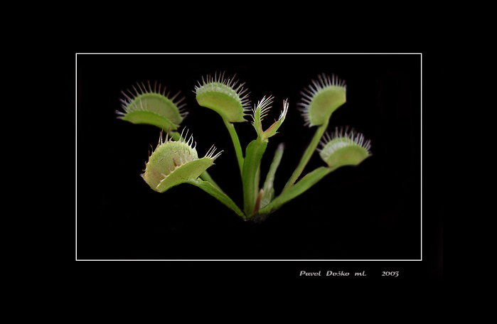 Masožravá kráska dionaea muscipula