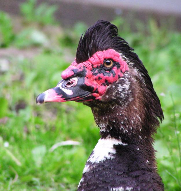 kačer čínský