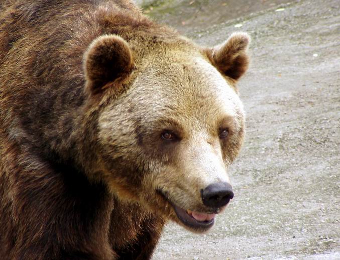 Naša najväčšia šelma