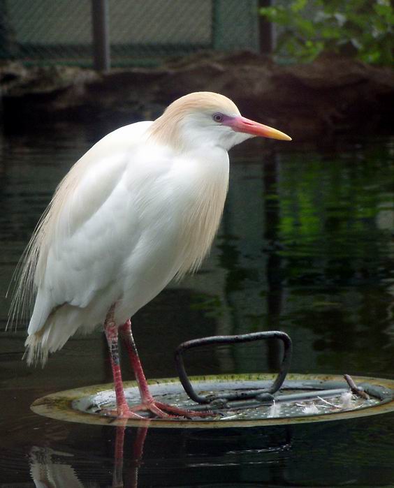 Aj na poklope sa dá žiť