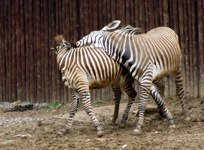 Láska ma rôzne podoby