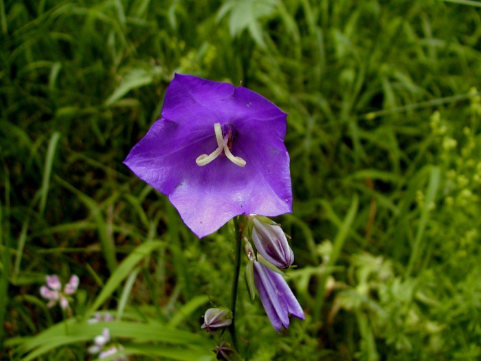 Kvítek