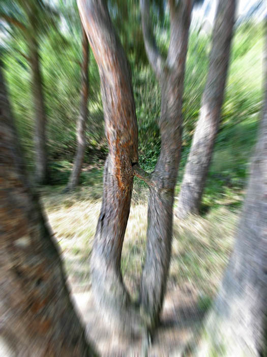 Jak se množí stromy :-)