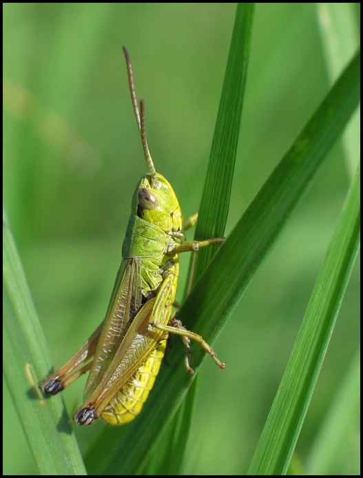 Skokan