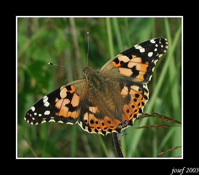 butterfly I.