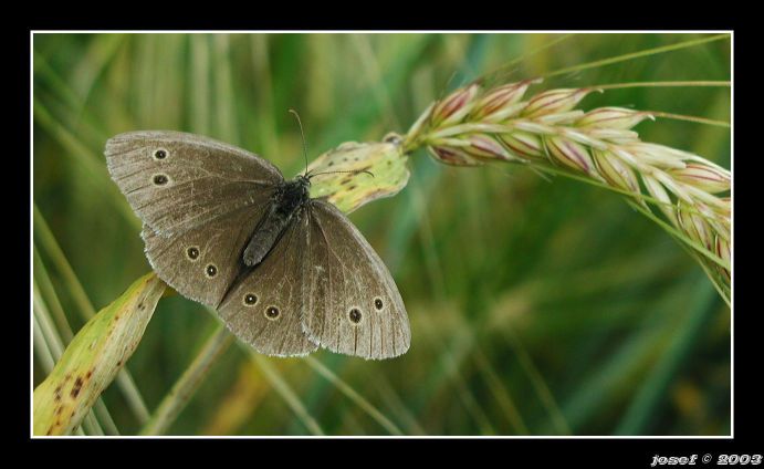 butterfly II.