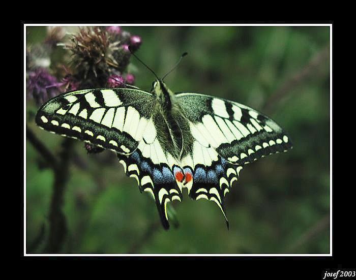 butterfly III.