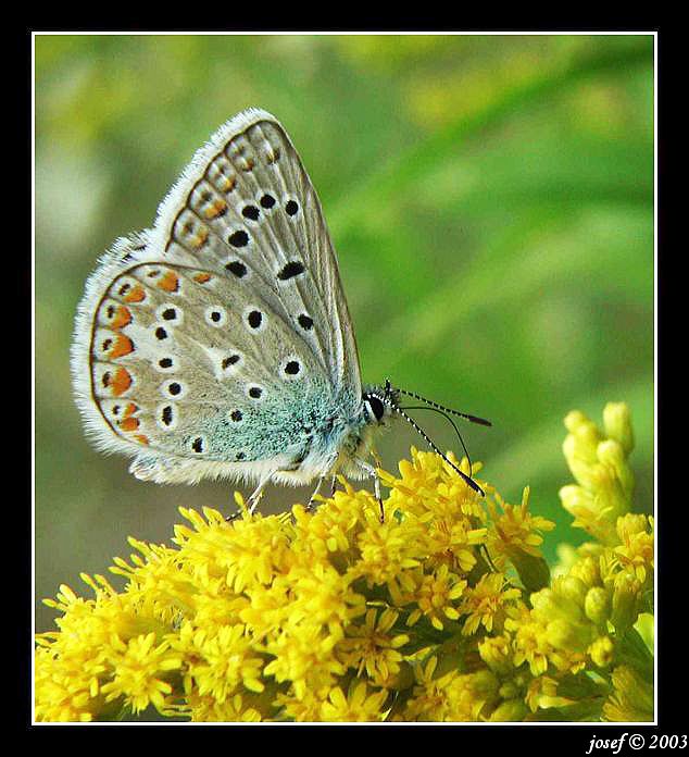 butterfly IV.