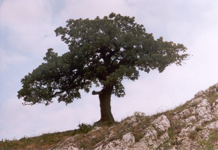 Moravská bonsai