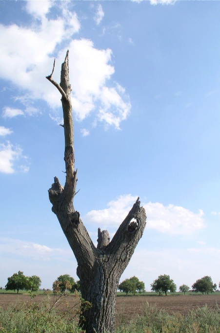 Výkrik