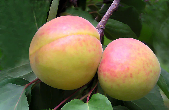Pohoda