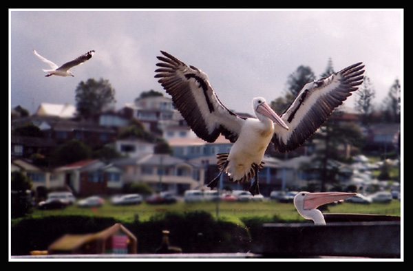 Vyplaseny Pelikan...