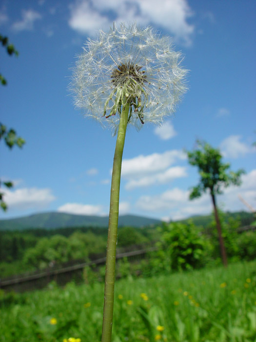 Pupava