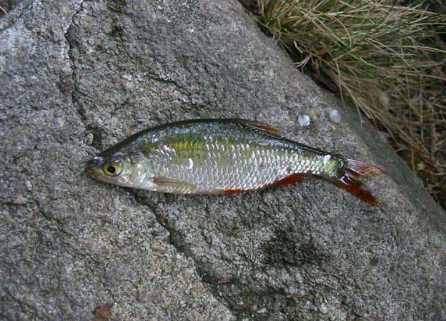 Rybka