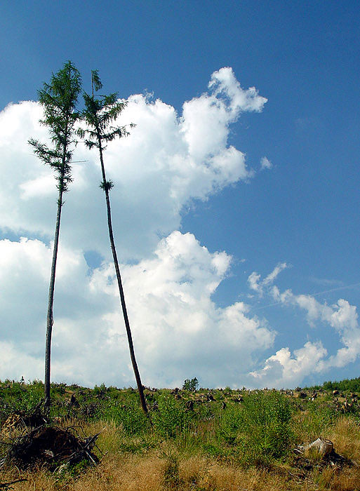 Samotáři