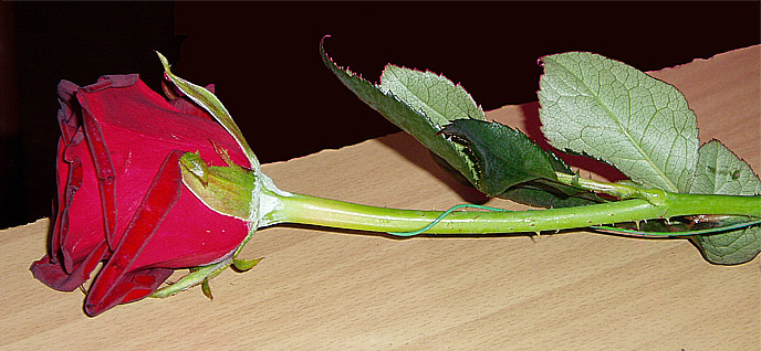 růže