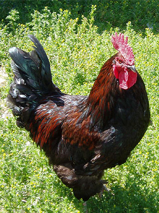 Cock