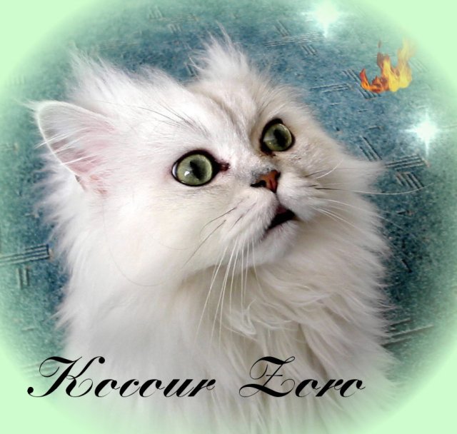 Kocour Zoro