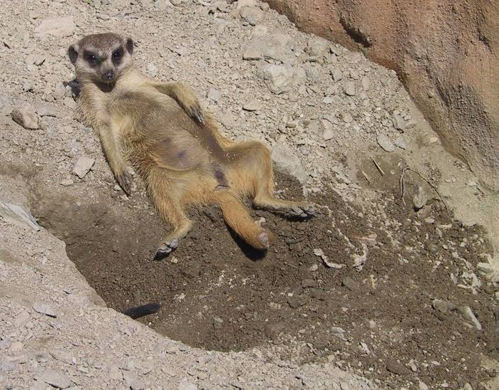 Siesta