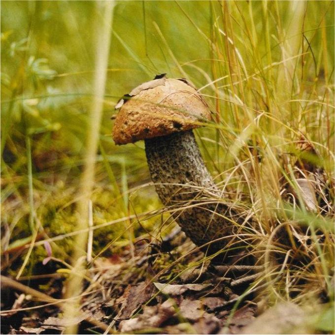 Houbaři nebojte se, ta je z loňska..