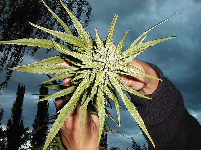 Modlitba za dobrou sklizeň