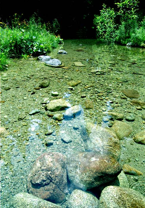 Pleso