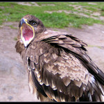 Di s tím skleněným vokem někam!!!