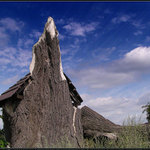 Semtínská lípa ...