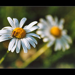 .:Copretina:.