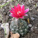 Gymnocalicium