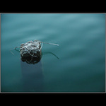 ...Meduza (zelezobetonova)...