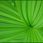 zelene linie podruhe