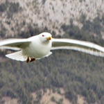 ..:: Racek přelétavý ::..