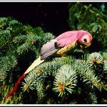 Papoušek smrkový