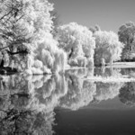 Koupající se stromy