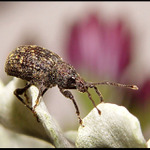 Nosatec listoroh