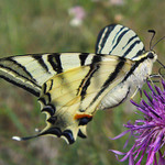 Otakarek ovocny s viditelnym sosakem