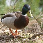 Zdolám všechny překážky