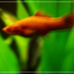 Zlatá rybka