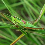 Zelená a zelená .......