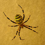 PAVOUČEK,potvora kousavá je to