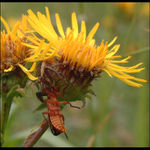 Neuletí, neuteče...