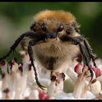 Pan(í) zvědavý(á)